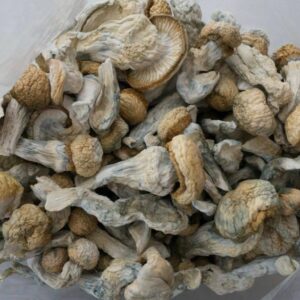 Buy Penis Envy Mushrooms Austrai